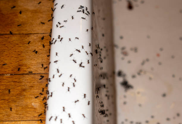 Best Local Pest Control Services  in Eagle Lake, WI